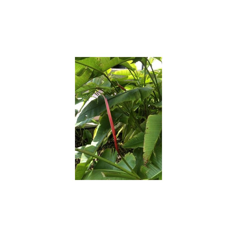 Mel.amerikansk Helikon