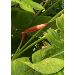 Mel.amerikansk Helikon