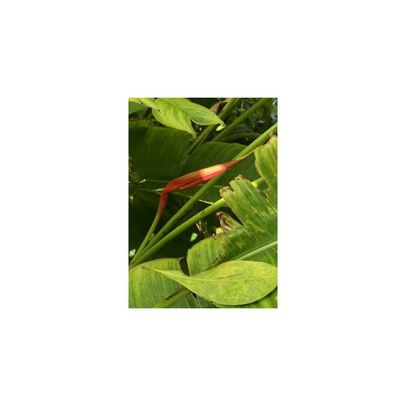 Mel.amerikansk Helikon