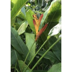 Mel.amerikansk Helikon