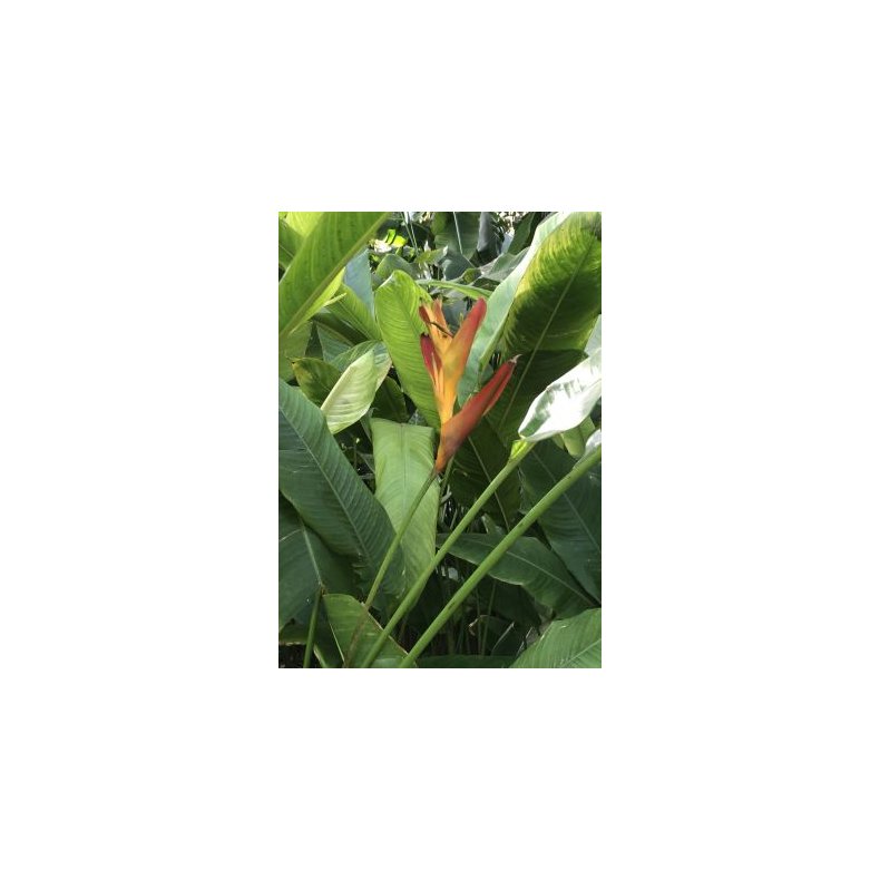 Mel.amerikansk Helikon