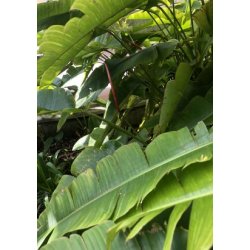 Mel.amerikansk Helikon