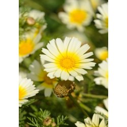 Spiselig Krysantemum 'Shungiku'