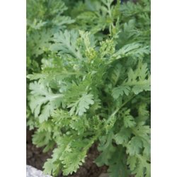 Spiselig Krysantemum 'Shungiku'