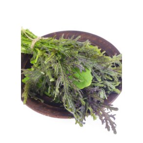 Asiatisk bladsalat mix af 8+ sorter