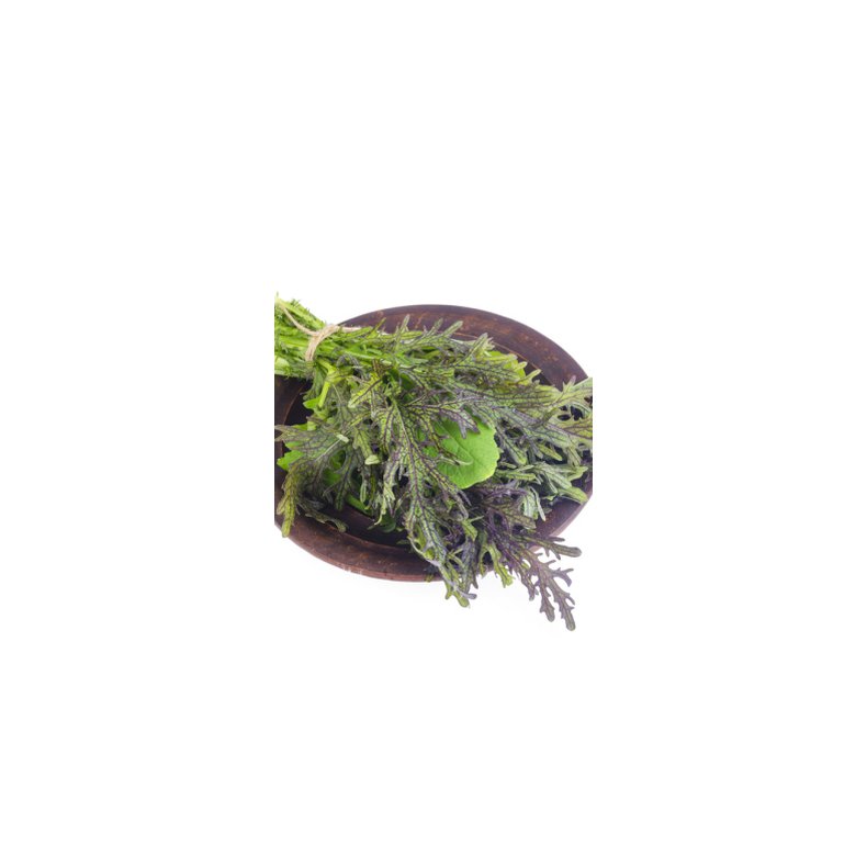 Asiatisk bladsalat mix af 8+ sorter