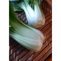 Pak-Choi - Black Summer