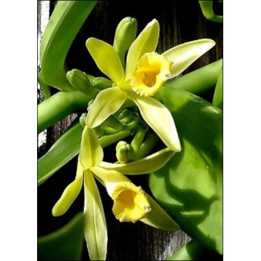 Eksotiske krydderurter