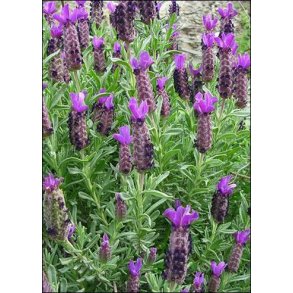 Middelhavs Fjertop-Lavendel