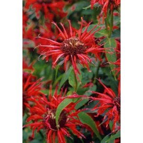 Guldmelisse (Indianernlde)