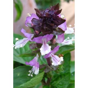 Meksikansk Kanel Basilikum