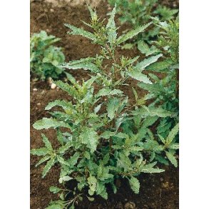 Epazote - Meksikansk urt