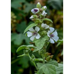 Lgestokrose, Marsh-Mallow