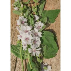 Lgestokrose, Marsh-Mallow