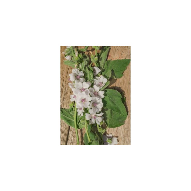 Lgestokrose, Marsh-Mallow