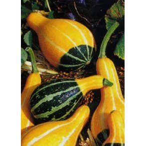 Grskar - Poires Bicolor