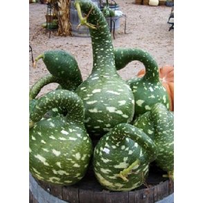 Grskar - Cobra / Svanehals