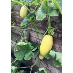 Grskar - Spagettigrskar 'Tivoli' 