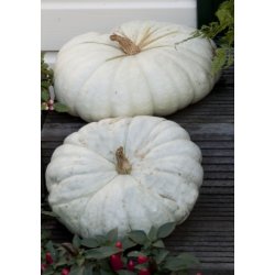 Grskar - Flat White Boer