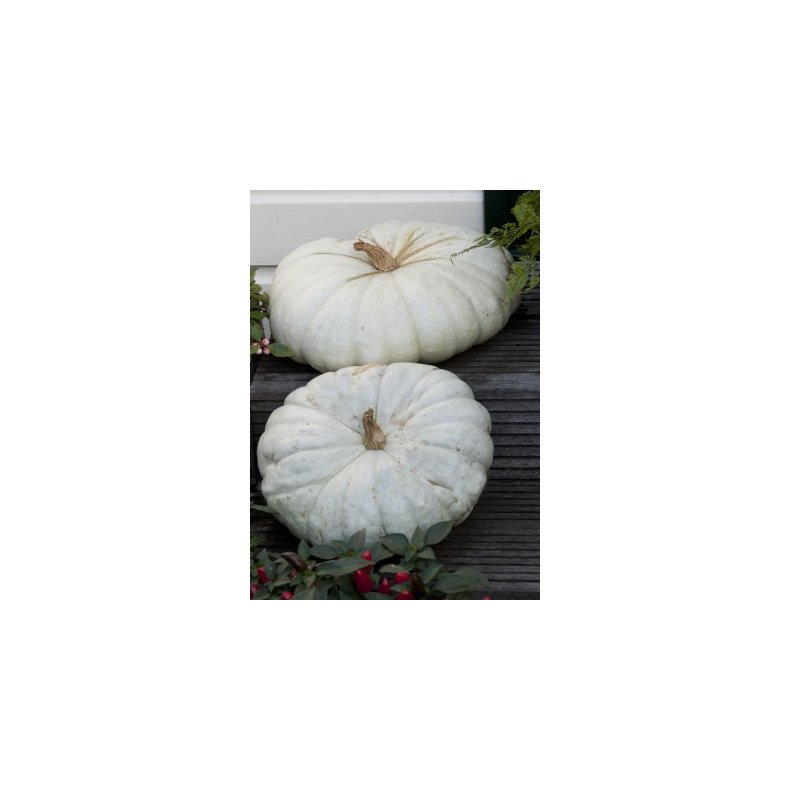 Grskar - Flat White Boer