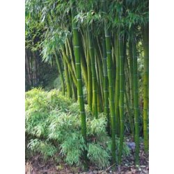 Dyrkningsst<br/>Bambushaven