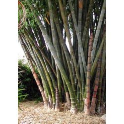 Dyrkningsst<br/>Bambushaven