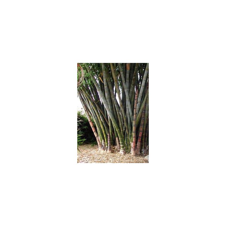 Calcutta Bambus