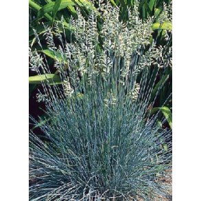 Bl�svingel (Bl� Bj�rnegr�s)