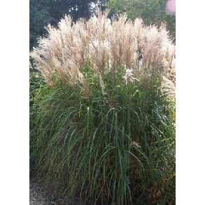 Kinesisk S�lvfjers Siv