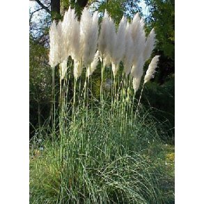 Amerikansk Pampasgr�s