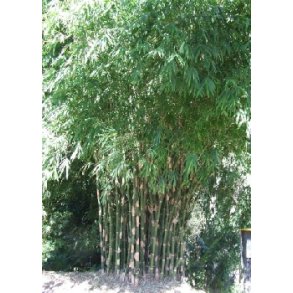 Burmesisk T�mmer Bambus