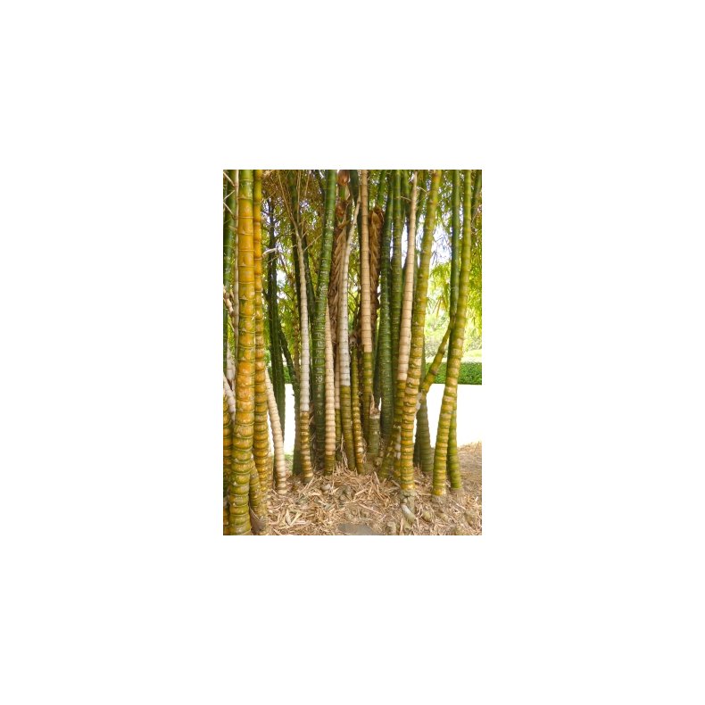 Guld Bambus / Buddhas Belly Bambus