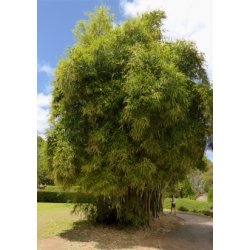 Guld Bambus / Buddhas Belly Bambus