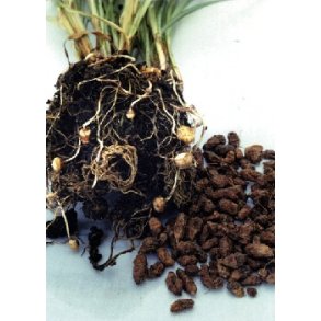 Jordmandel - Tigernd