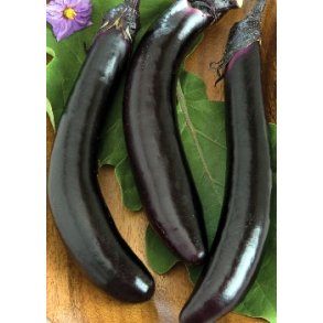 Aburgine - Orient Express F1