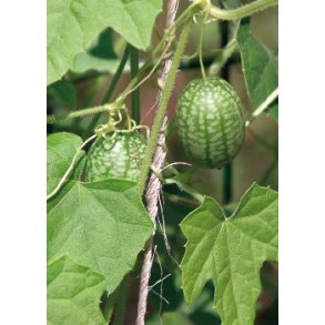 Olivenagurk - Solana