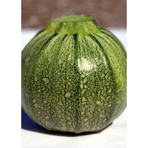 Squash - Ronde de Nice 