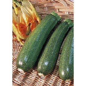 Squash - Defender F1