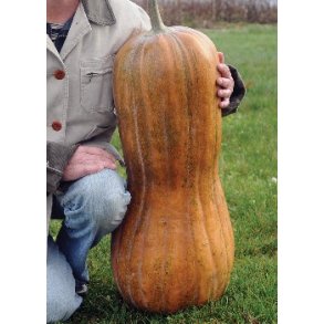 Grskar - Naples Long