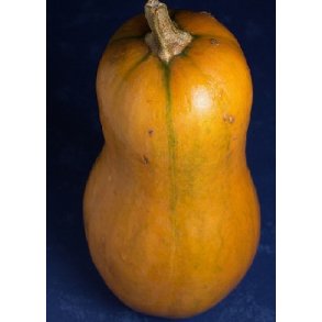 Grskar - Waltham Butternut