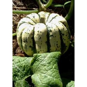 Grskar - Sweet Dumpling