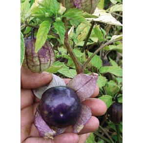 Tomatillo violet