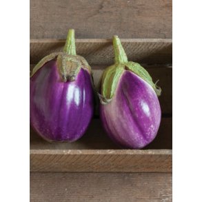 Aburgine - Rosa Bianca