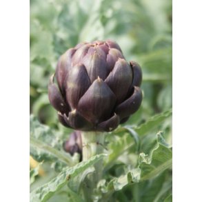 Artiskok Colorado Star