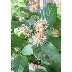 Stjernekuglebusk / Honningbold