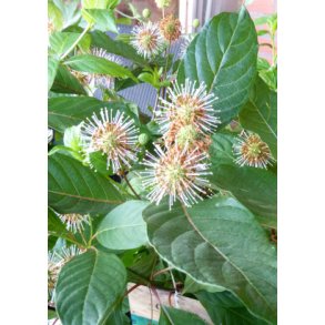 Stjernekuglebusk / Honningbold