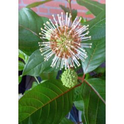 Stjernekuglebusk / Honningbold