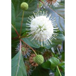 Stjernekuglebusk / Honningbold