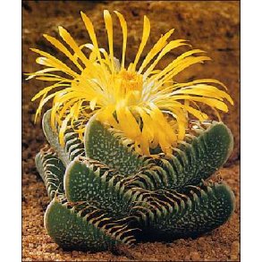 Kaktus - gte Tigerklo