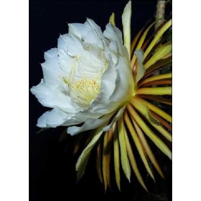 Kaktus - Nattens Dronning